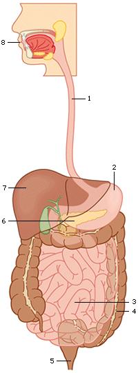 styloglossi en hypoglossi naar achteren wordt getrokken, duwt de voedselbrij door de keellengte in de ontvouwde pharynx.