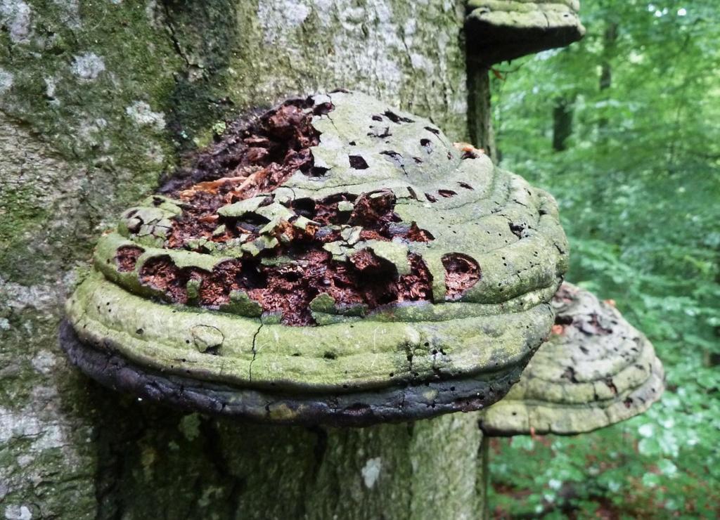 Inventarisatie van boom Grote hoeveelheden dood hout en een hoge dichtheid van oude bomen met zijn karakteristieke elementen van natuurlijke bossen, vooral in een gevorderde leeftijdsfase.