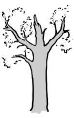 De rotting zorgt voor een substraat van vermolmd hout in de levende boom.