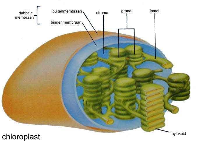 We vinden in het membraan namelijk eiwitten die aan de ene kant uitsteken in het inwendige van de grana en aan de andere kant in het stroma Eiwitten die betrokken zijn bij de overdracht van energie,