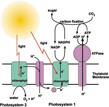 Figuur 12: Fotosysteem I en II In het fotosysteem II zullen de moleculen die lichtenergie absorberen, overgaan in een energierijke of aangeslagen toestand: met behulp van de geabsorbeerde