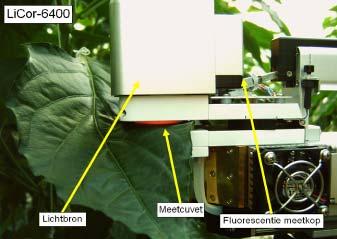 bepaald de LiCor hoeveel groeilicht het blad krijgt Nadat de bekende samenstelling van de lucht over het blad is geweest wordt temperatuur, CO 2 en vochtgehalte weer gemeten Uit de verschillen van