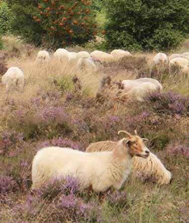 Ontdek het hunebed Tour met elektrische terreinauto s 15, 16, 18, 20, 21, 22, 24, 25, 27 en 29 oktober 12.00 15.00 uur; aanloop vanaf 11.