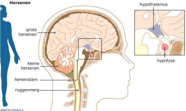 Ø Biologische en seksuele ontwikkeling Hormonale veranderingen door afscheiding geslachtshormonen (toename lengte/gewicht); hypothalamus reguleert hormoonhuishouding.