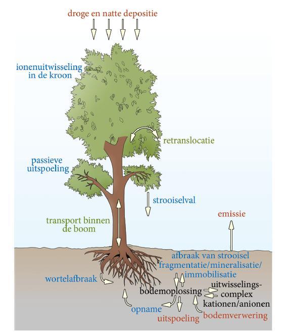Voedingsstoffen kringlopen Biochemisch <binnen de boom>