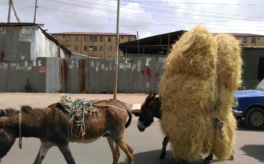 Uiteraard zult u (ik ook) zeggen, hoe kun je daar van leven, maar elk huisje heeft ook zijn eigen mini-boerderijtje met groente, wat vee, kippen etc.