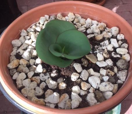 Geduld wordt beloond Op een van onze maandelijkse bijeenkomsten kwam Tijs met een plant aan, met hele grote bladeren. Onze deskundigen wisten wel wat het was, maar ik wist het niet.