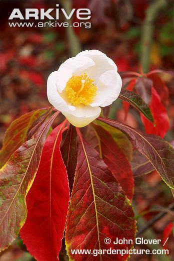 Franklinia