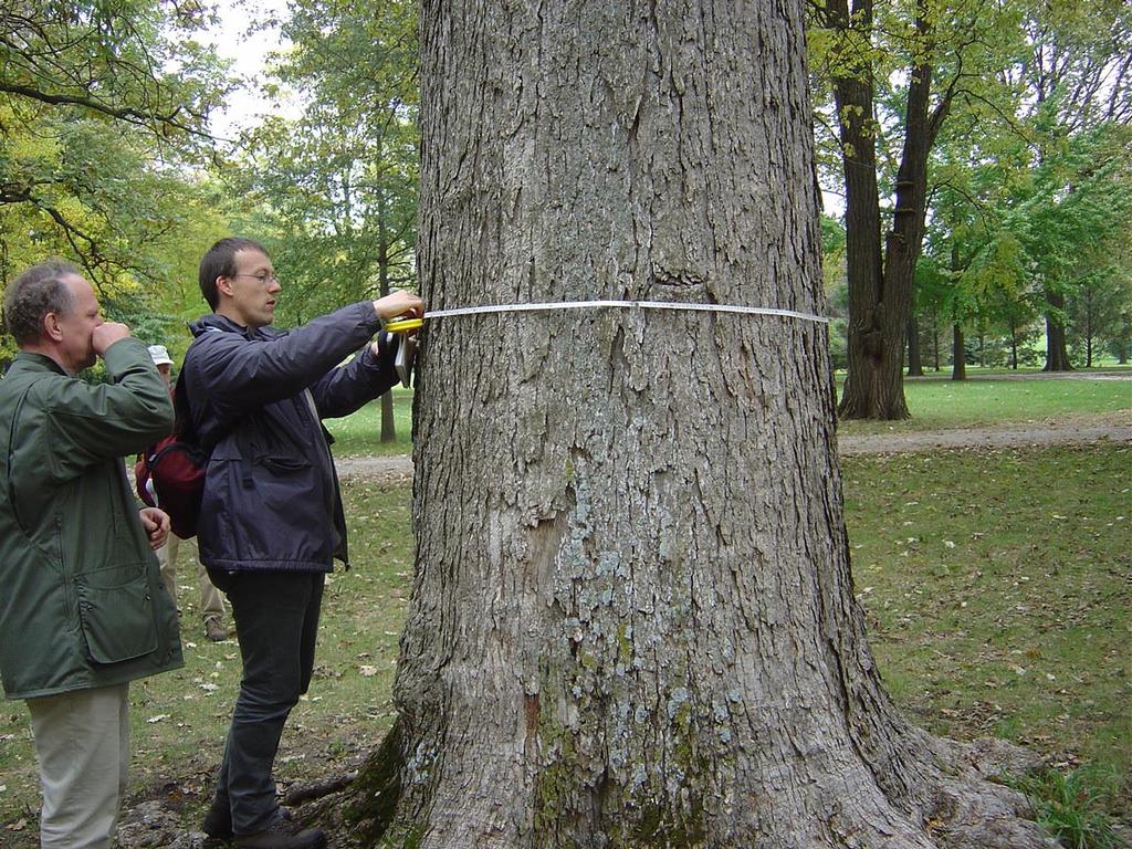 Fraxinus quadrangulata - champion 370cm - Keiser