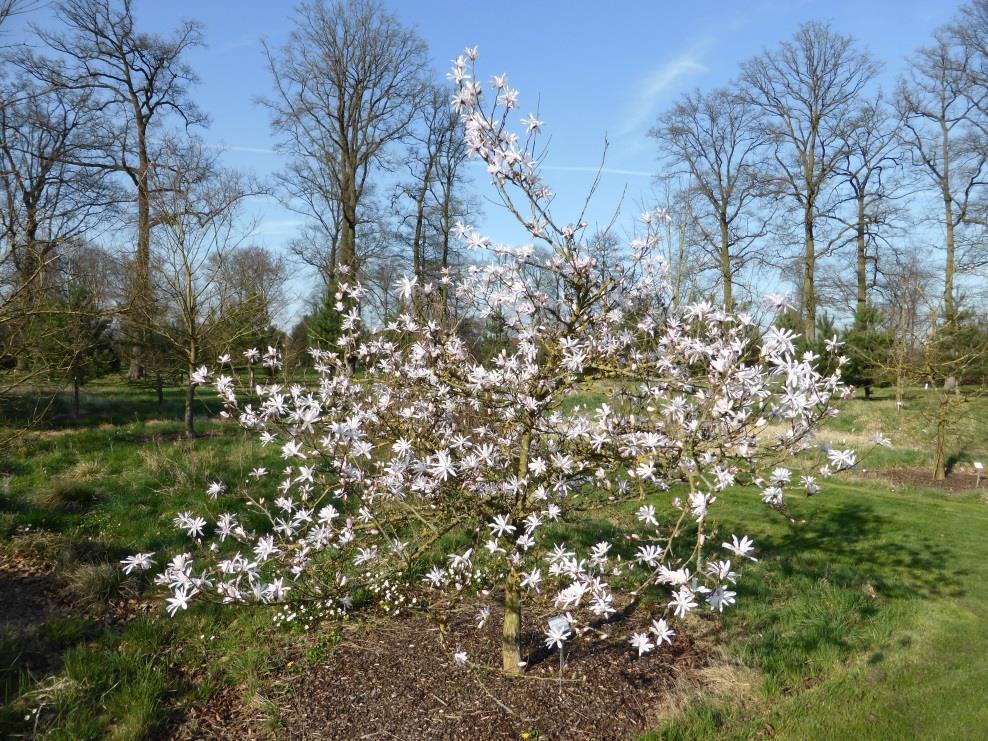 Magnolia stellata: EN Stermagnolia: wit of roos