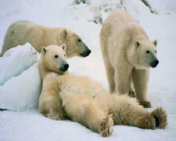 de Deurnese ijsberen: