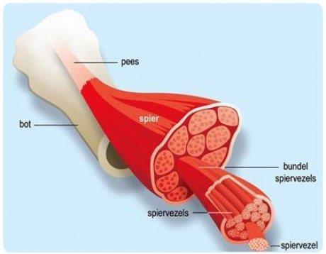 Fast twitch Snel glycolytisch Snel oxidatiefglycolytisch Welke spiervezels