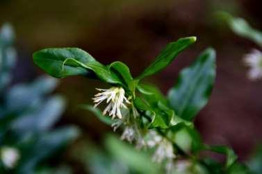 Halverwege januari is er nog een struikje dat ons verwelkomt met een heerlijke geur, namelijk Sarcococca ruscifolia, een