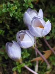 Crocus chrysanthus 'Blue Pearl' Van deze kleinbloemige voorjaarskrokus zijn naast de zachtblauwe Blue Pearl, ook