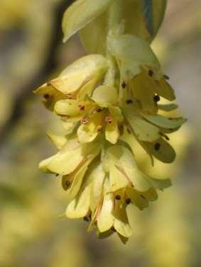 Corylopsis spicata, deze schijnhazelaar is een middelgrote bladverliezende struik die vrij breed uitgroeit en in