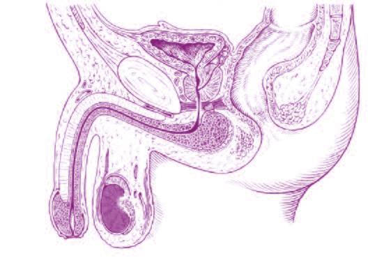 4 NORMALE WERKING VAN DE PROSTAAT 5 De prostaat heeft de grootte en de vorm van een kastanje en ligt om de urinebuis (urethra) heen.