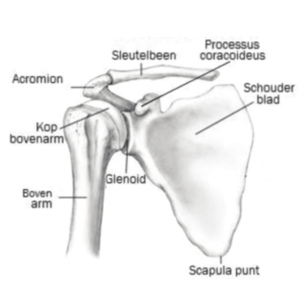 Inleiding Anatomie van het AC-gewricht De schouder bestaat uit een aantal beenderen, ligamenten en spieren die de arm met de romp verbinden.