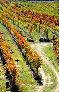 Mas l Altet In het zuiden van Spanje, nabij Alicante is het wijnbedrijf Mas l'altet te vinden. De wijngaarden liggen op een hoogte van ca 580 meter en zijn totaal 2ha groot.