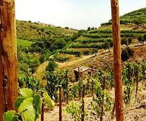 Sant Rafel (Montsant) Het kleine wijngebied Montsant, ten westen van Tarragona, is een van de verborgen schatten van Catalonië. Hier maakt de kleine en ambachtelijke bodega Cellers Sant Rafel furore.