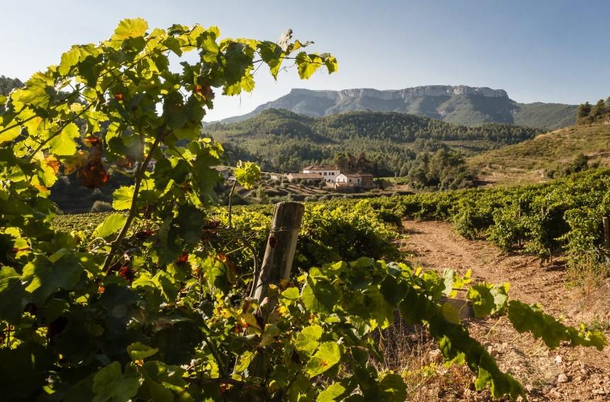 Ze vernieuwden de wijngaard en kelder en bottelen sinds 2007 de gehele productie. Xavi is een prima wijnmaker en heeft jaren ervaring opgedaan op het exclusieve Gran Clos in Priorat.
