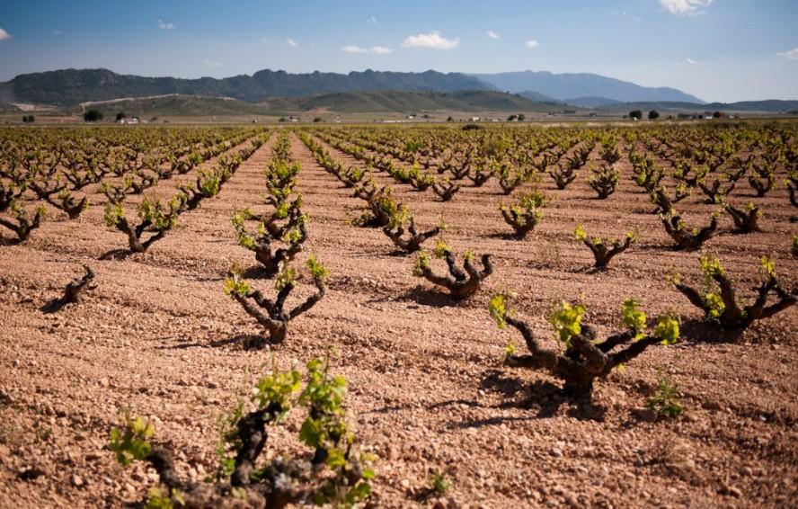 Het familiebedrijf werd in 1925 opgericht door Pedro Candela Soriano en ligt in het vrijwel onbekende wijngebied Yecla. Naar de kustplaats Alicante is het 80 kilometer.