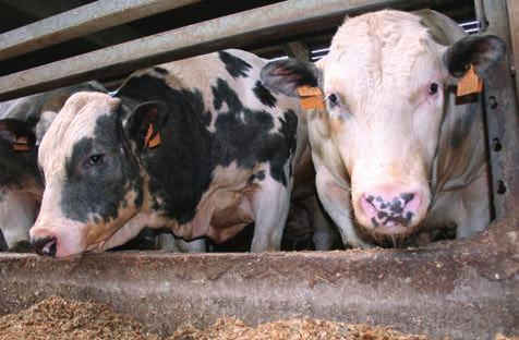Hard gewerkt Voor de melkveehouderij kwam er al snel een lijst met concrete maatregelen, vertelt Michiel Deroo.