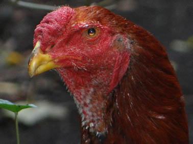 Daardoor is het hem gelukt om in Nederland een eendaagse show van vechthoenders van de grond te krijgen, de Optimum Avium International, die straks alweer voor de derde keer