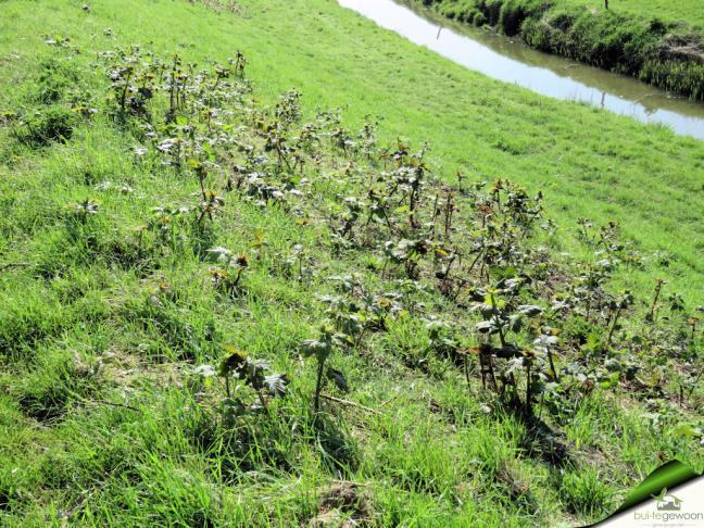 braamstruweel op binnentalud Middendeel