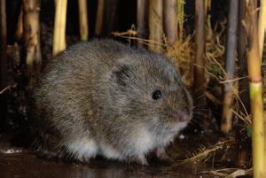 76 Natuureffectenstudie De Grevelingen en Volkerak-Zoommeer Geconcludeerd kan worden dat de introductie van getij en zout geen bijdrage levert aan de populatie noordse woelmuis.