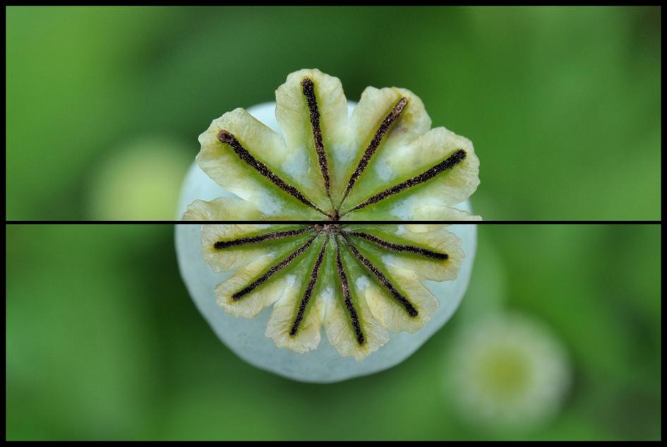 Na de bloeiperiode van de papaver (klaproos) blijft de zaaddoos nog lange tijd een blikvanger. Het viel me op dat het aantal ribben bovenop de zaaddozen erg verschillend is.