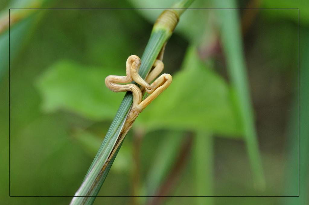 Eerlijk is eerlijk, in eerste instantie dacht ik dat het opgedroogde bijenpoep was. Dat kon ik mooi gebruiken voor dit verslag van een shit-dag. Maar het is geen bijenpoep. Wat is het dan wel?