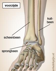 De voet De voet bestaat uit 26 afzonderlijke bolen 33 gewrichten 107 ligamenten