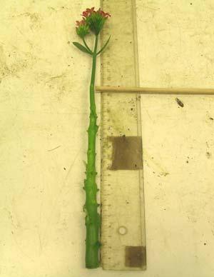 slechts 1% langer waren dan planten gekweekt bij µmol m - s -1 (in figuur 3: 3% lichtintensiteit). Aan het begin van de KD-periode had alleen temperatuur een positieve lineaire invloed op de lengte.