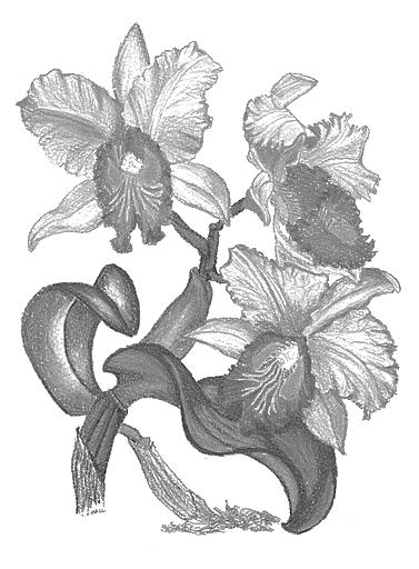 Orchideeën Vereniging 14 Juni