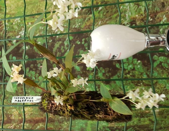 De pijlstaartvlinder met zijn roltong is voor bestuiving van orchidee Angraecum en de welriekende nacht orchis.