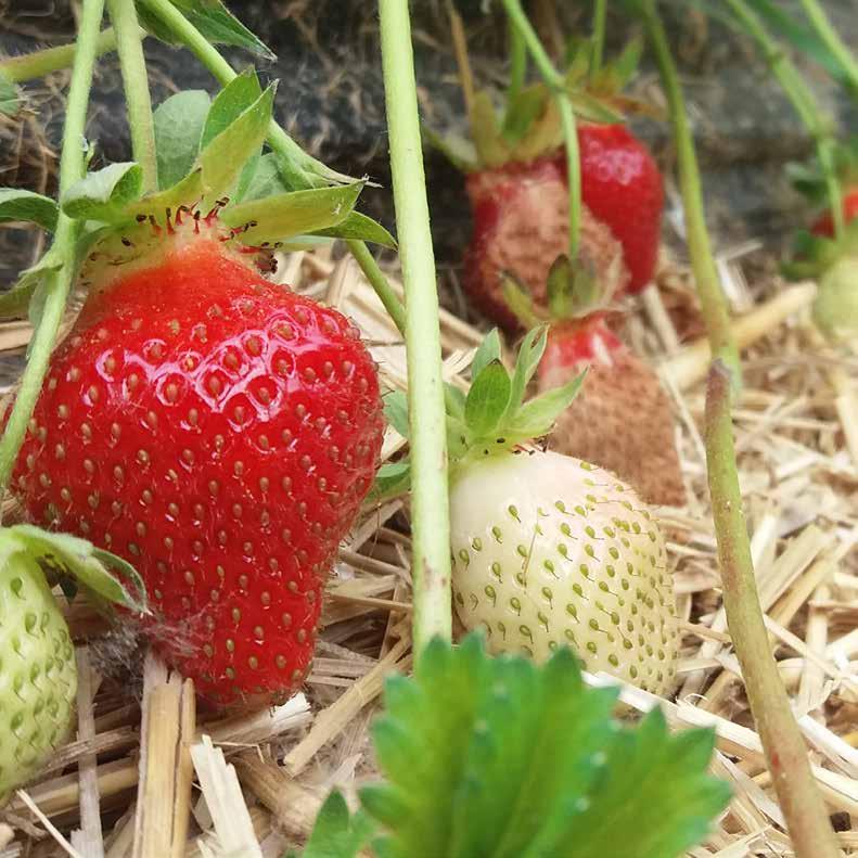 4. Teelttechniek en bemesting aardbeien Bij de teelt van aardbeien zijn er verschillende alternatieve teeltmaatregelen mogelijk die zorgen voor een opbouw of minstens behoud van het organisch