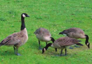 FOTO: PRI De casus Amerikaanse vogelkers betreft een uitheemse boomsoort die al lang geleden geïntroduceerd werd en nooit meer uit onze regio zal verdwijnen.