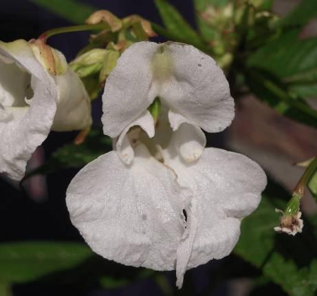 Algemeen De reuzenbalsemien (Impatiens glandulifera) is een éénjarige plant die tot 2,5 m hoog wordt.