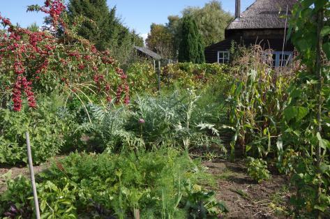 Achter in de tuin staat nog een zeer oude druif, die elk jaar heel veel druiven oplevert.