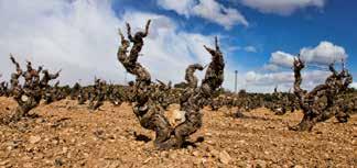 MURCIA / VALENCIA MURCIA G VALENCIA H BODEGAS BLEDA, Jumilla G 250 bodegasbleda.es Jumilla is een opkomend gebied ten zuidwesten van Alicante waar de monastrell domineert.