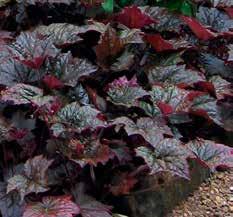 Dianthus deltoides