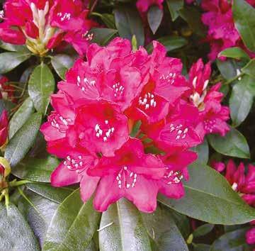 zuurminnende planten zoals heide, rhododendron,