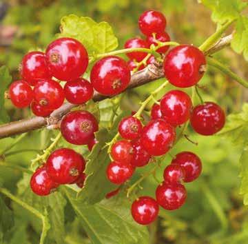 5 95 Bij aankoop van één van deze fruitstruiken een potje