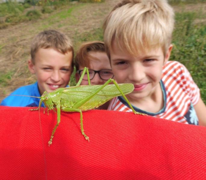 We zagen ook een grote groene sabelsprinkhaan.