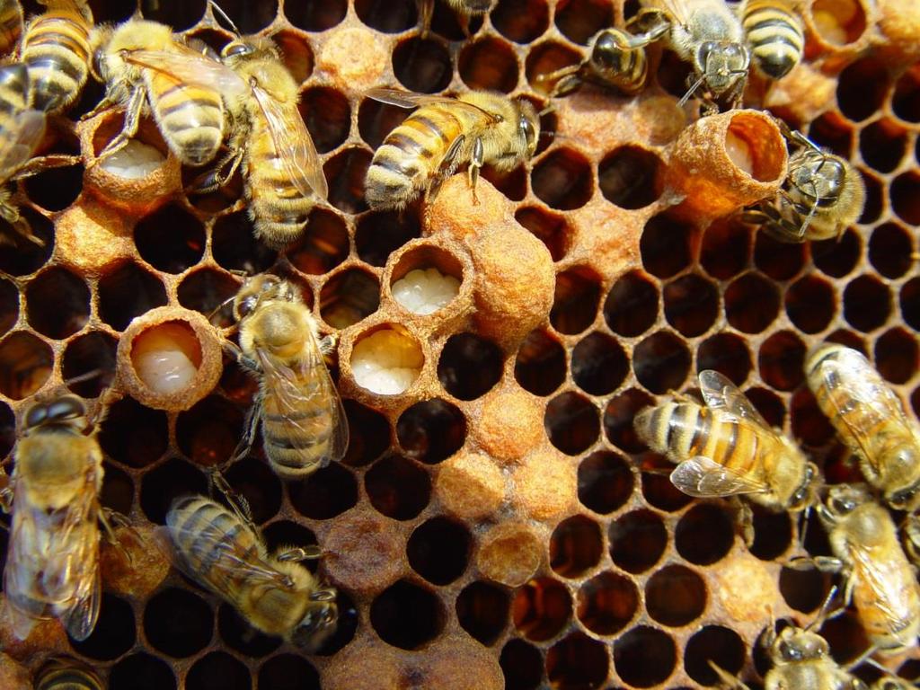Rapport Honingbijen Surveillance Programma 2014 Koos Biesmeijer Naturalis Biodiversity Center 30 april 2015 Inhoudsopgave 1 Samenvatting stand van zaken 2 2 Korte Inleiding van het programma 3 3 Het