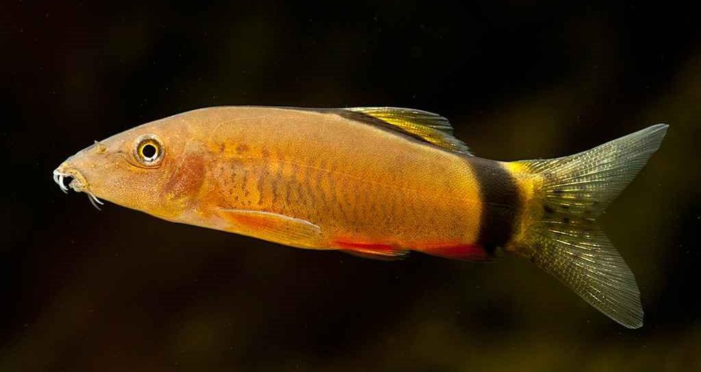 Vissen Tussen Lange Jaap en Kuitje Uiterlijk De Yasuhikotakia morleti of Muisbotia kan een lengte bereiken van ongeveer 9 centimeter. Ze hebben een een grijs-bruine kleur.