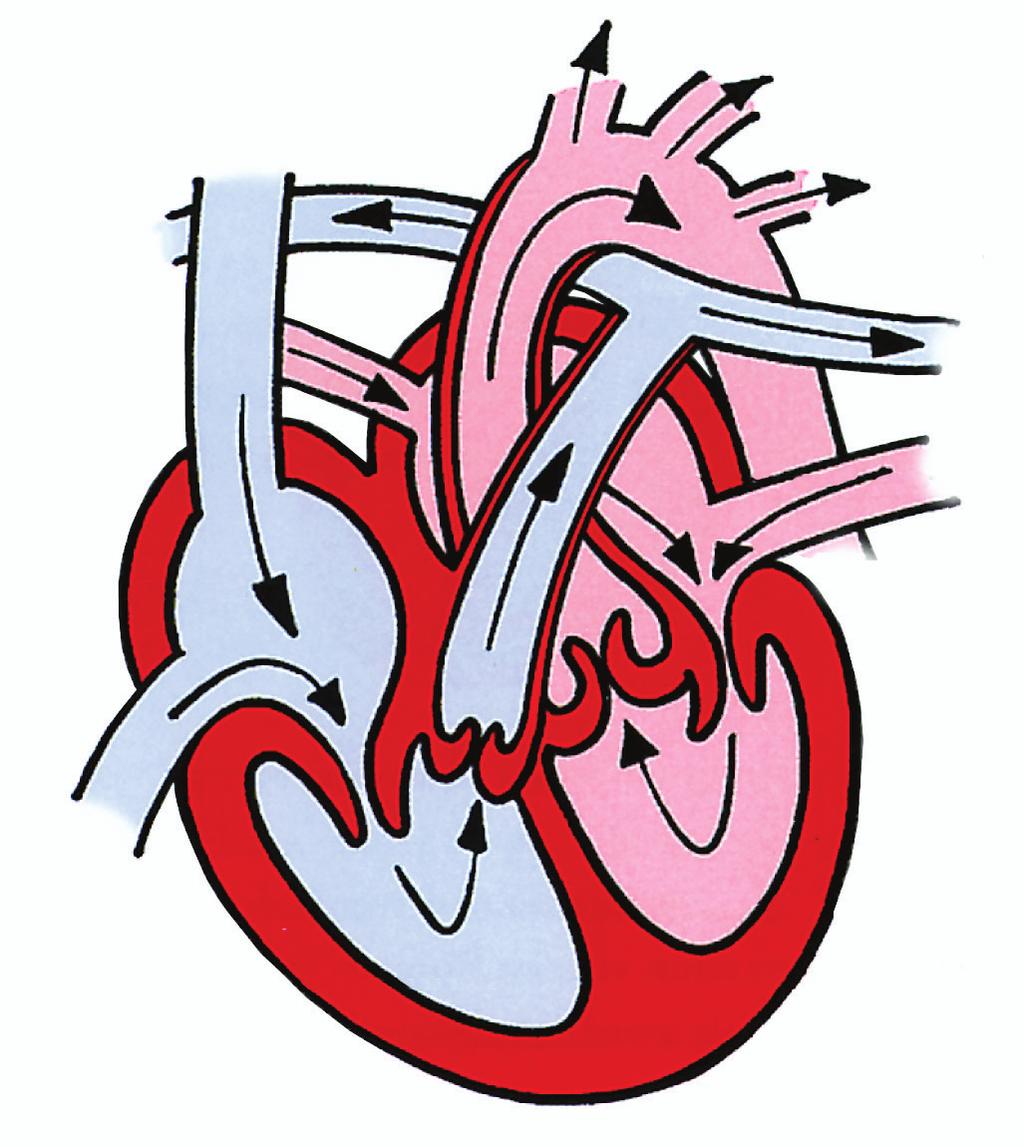 NORMALE WERKING VAN HET HART Het hart is een spier die het bloed door de bloedvaten pompt.