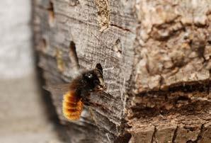 hun graslanden vlindervriendelijk te beheren een fauna-akker in te zaaien. In de toekomst willen we ook andere soorten belichten. 13.