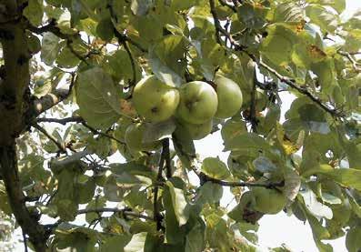 Hoogstamfruit in de IJsselvallei De fruitteelt in de IJsselvallei heeft zich vooral vanaf ongeveer 1900 ontwikkeld.