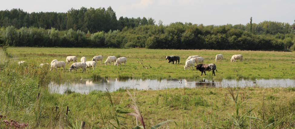 wordt gestreefd naar een begraasd hoger schor, zodat dit getijdengebied aantrekkelijk blijft voor weidevogels.